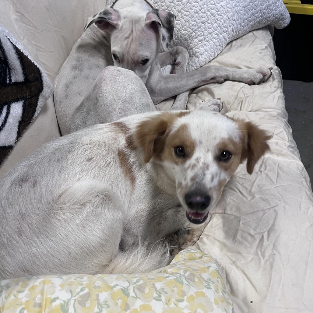 Squirley (COH-A-65576), a Adoptable Mixed Breed in Volcano, HI image 1/6