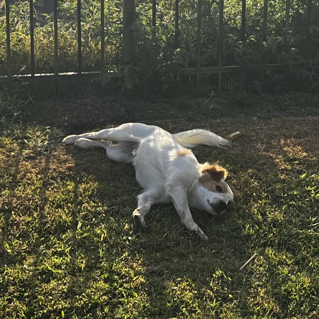 Squirley (COH-A-65576), a Adoptable Mixed Breed in Volcano, HI image 2/6