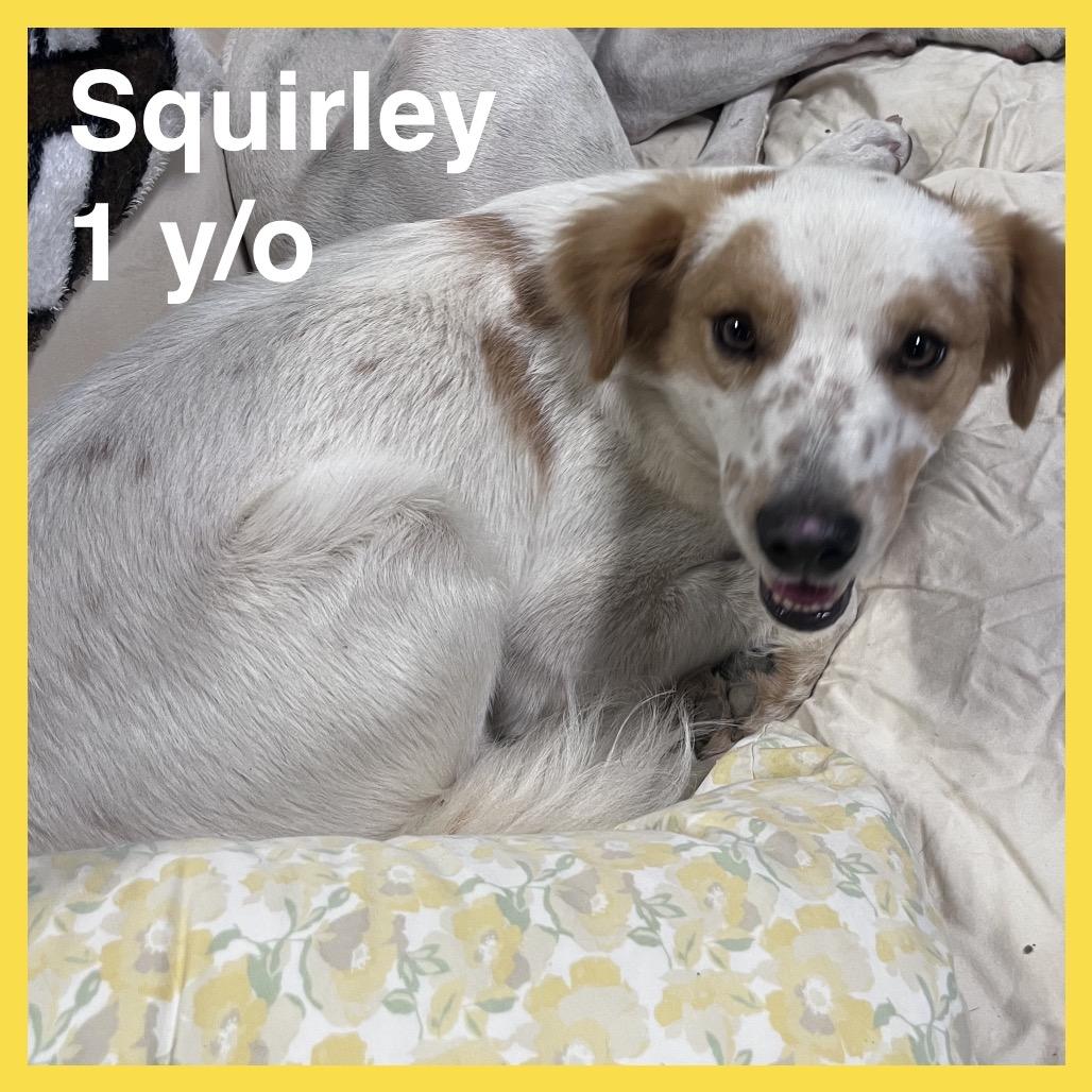 Squirley (COH-A-65576), a Adoptable Mixed Breed in Volcano, HI image 3/6