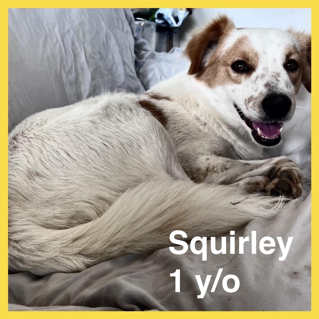Squirley (COH-A-65576), a Adoptable Mixed Breed in Volcano, HI image 4/6