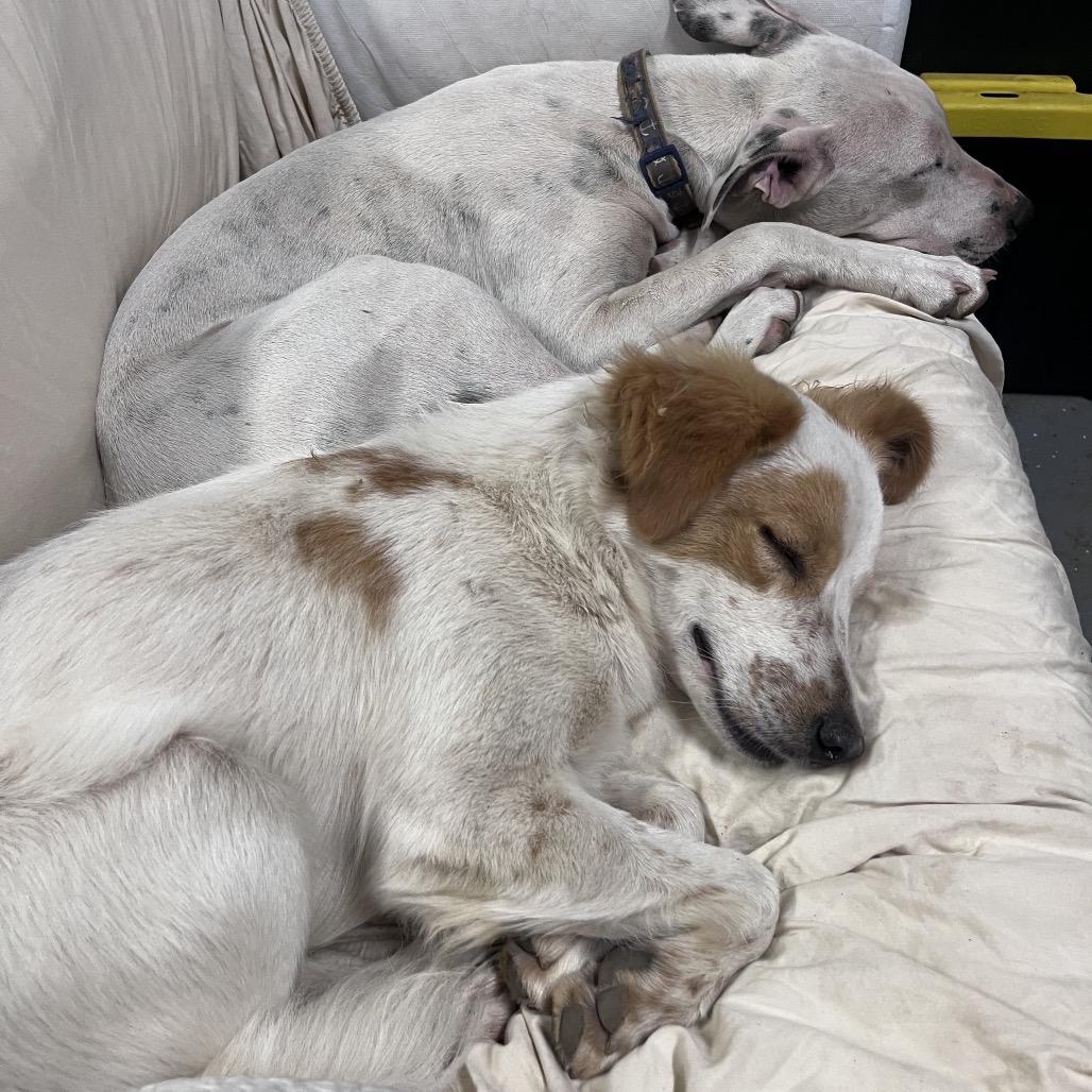 Squirley (COH-A-65576), a Adoptable Mixed Breed in Volcano, HI image 5/6