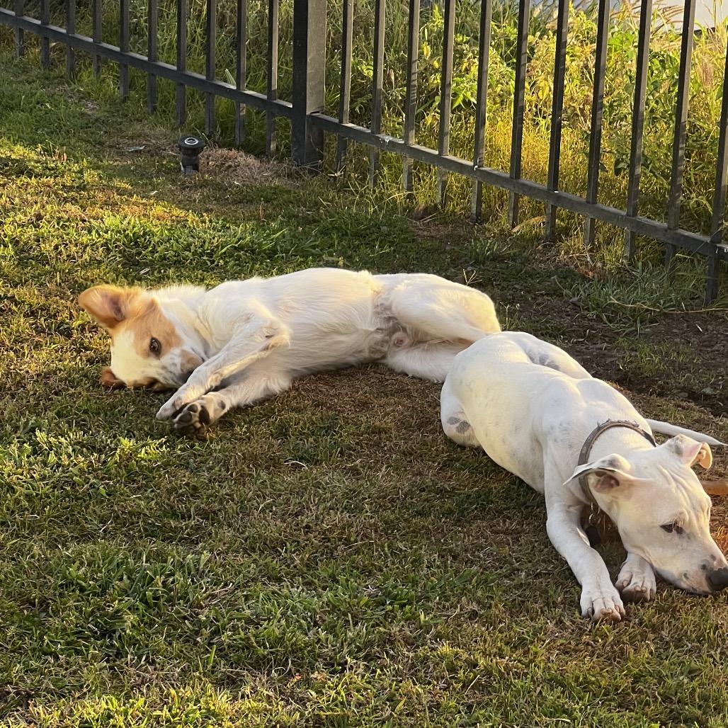 Squirley (COH-A-65576), a Adoptable Mixed Breed in Volcano, HI image 6/6