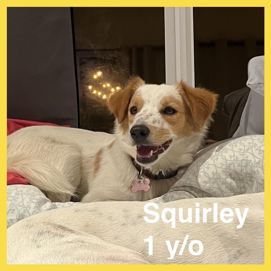Squirley, a Adoptable Mixed Breed in Volcano, HI image 6/6
