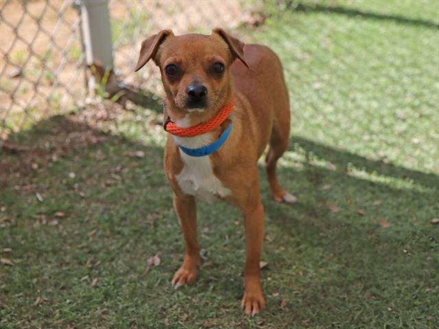 Enlarge TOFU, a Adoptable Chihuahua in Ojai, CA image 1/1
