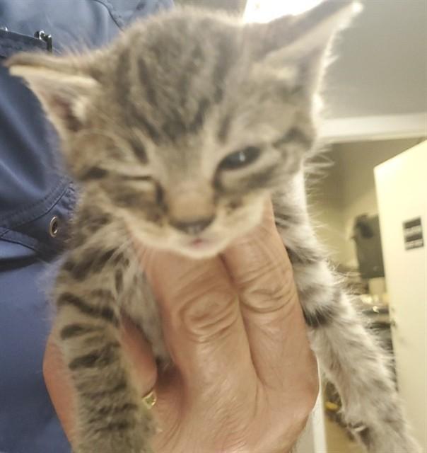 BASIL, Adoptable, Kitten Female Domestic Short Hair.