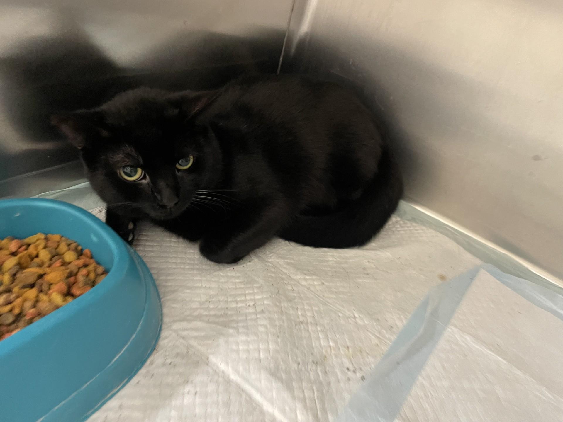 Enlarge Pepper1579(Adopted), an adopted mixed breed in Rocky Mount, NC image 1/2