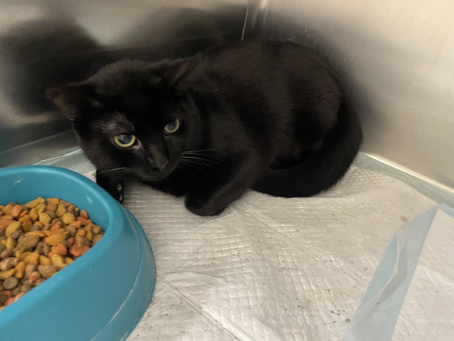 Enlarge Pepper1579(Adopted), an adopted mixed breed in Rocky Mount, NC image 2/2