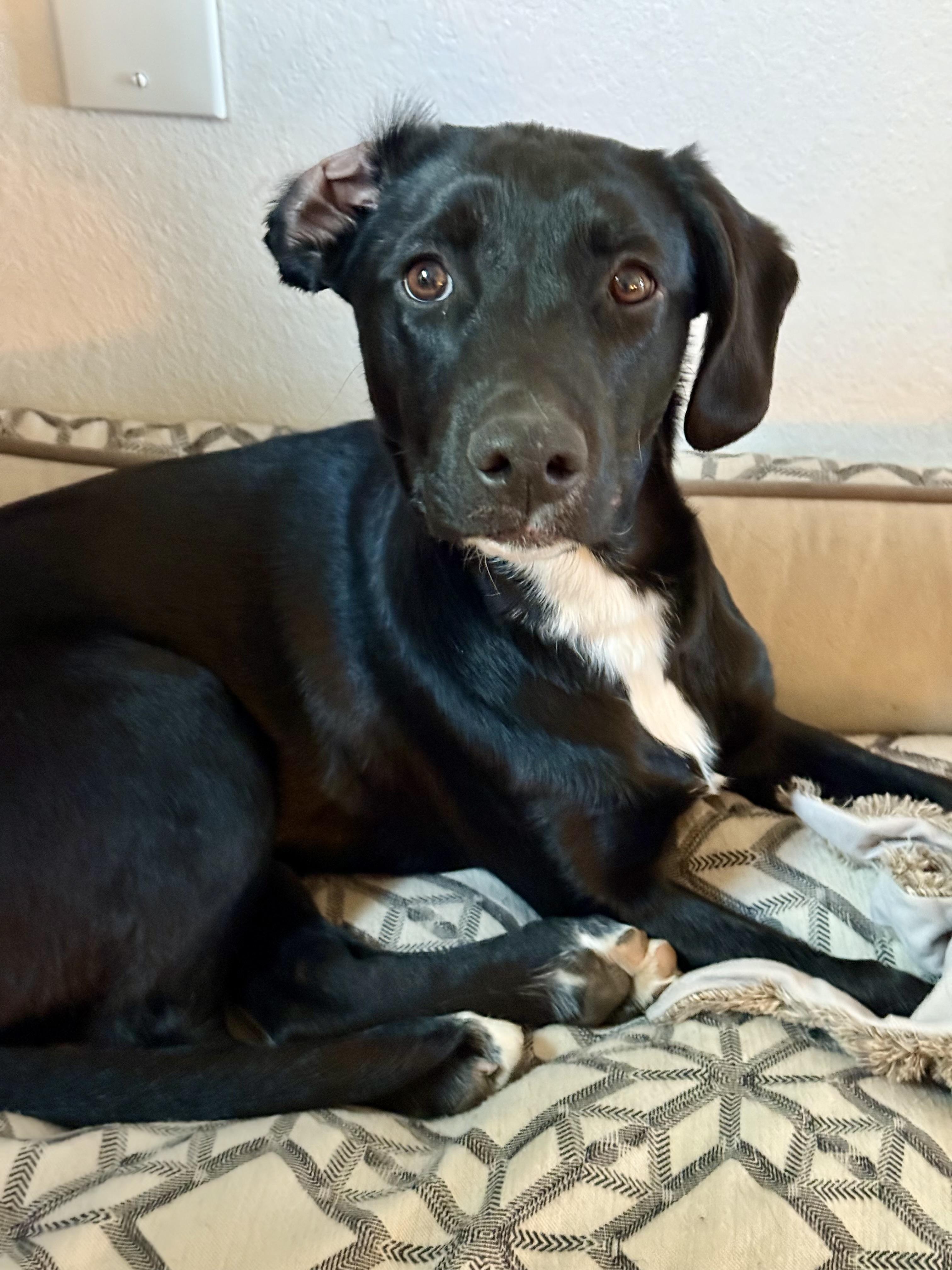 Izzy, Adoptable, Young Female Labrador Retriever & Hound.