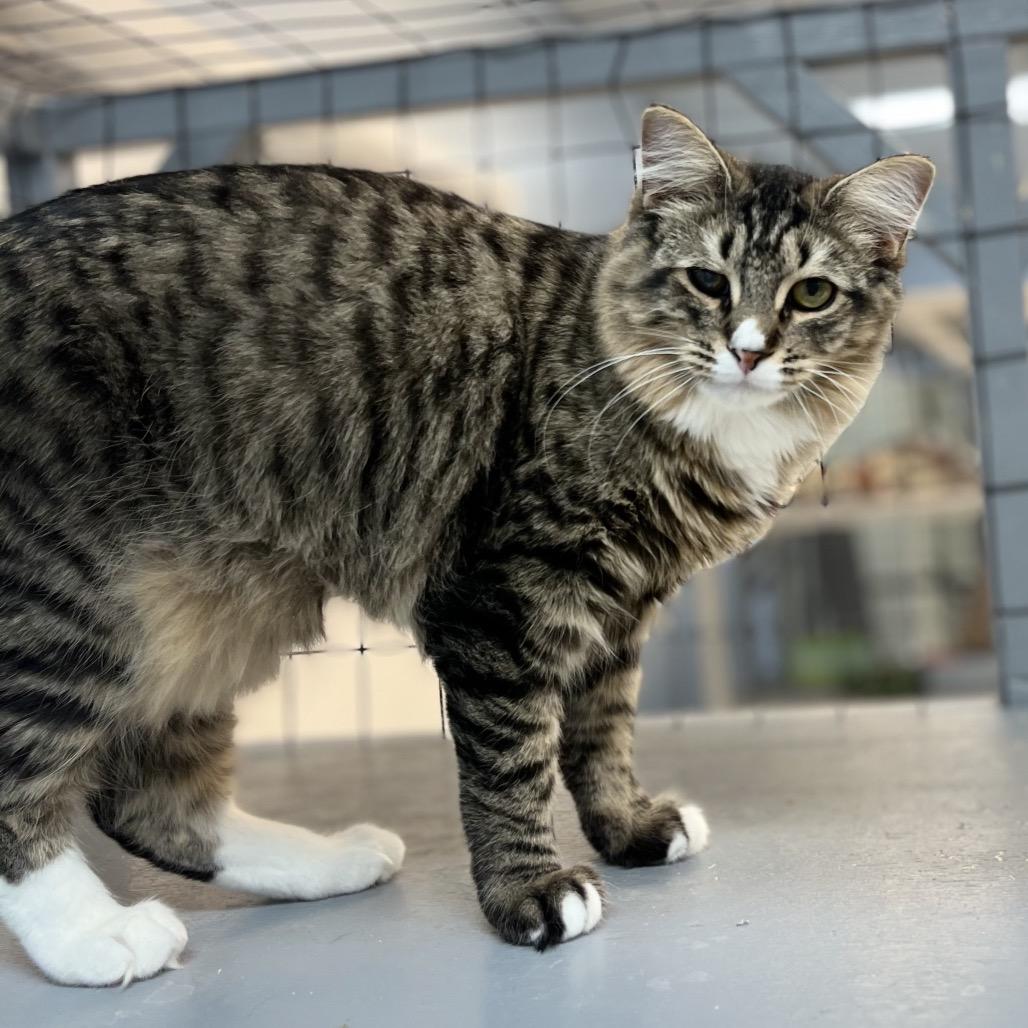 Winnie, Adoptable, Young Female Domestic Short Hair.