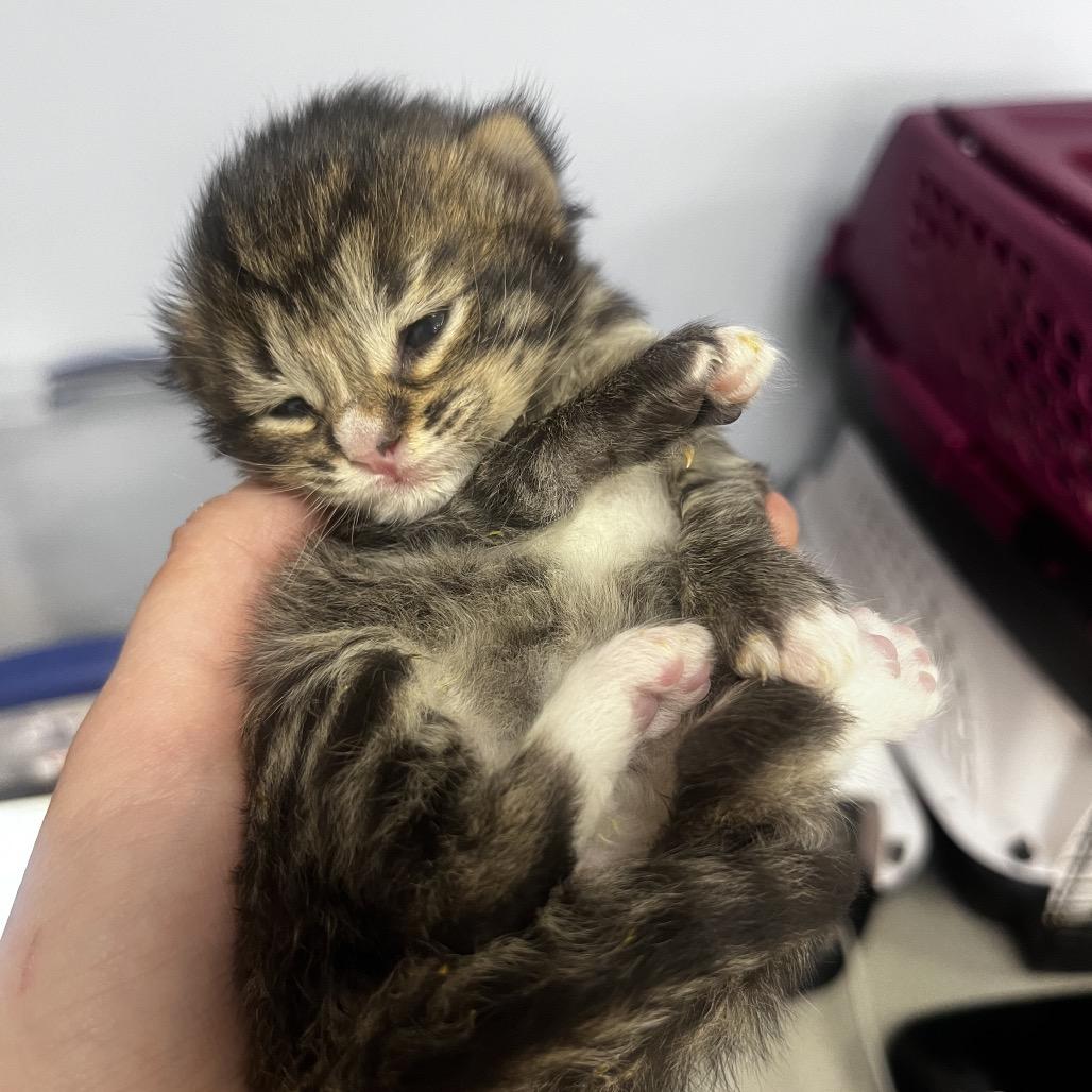 Enlarge Winnie, a Adoptable Domestic Short Hair in Portage, MI image 2/3