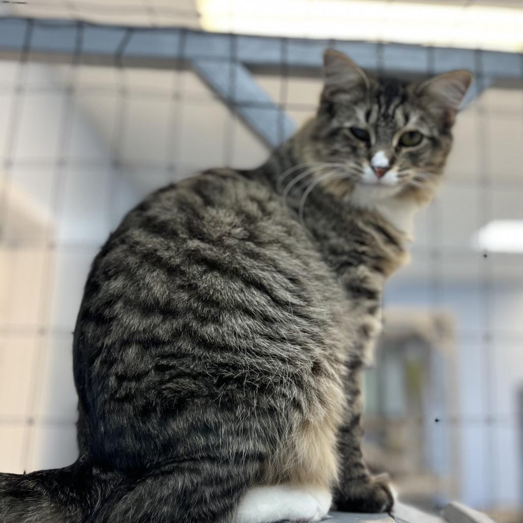 Enlarge Winnie, a Adoptable Domestic Short Hair in Portage, MI image 3/3