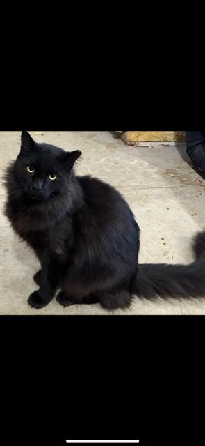 Marlin, ADOPTABLE, Adult Male Domestic Long Hair.