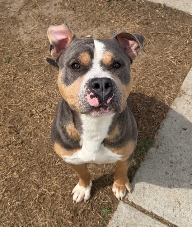 Enlarge AL, a ADOPTABLE Pit Bull Terrier in Suffolk, VA image 1/2