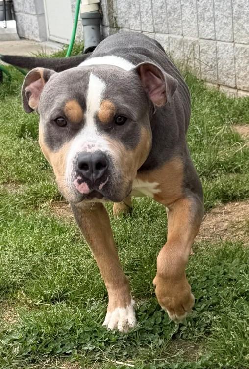 Enlarge AL, a ADOPTABLE Pit Bull Terrier in Suffolk, VA image 2/2