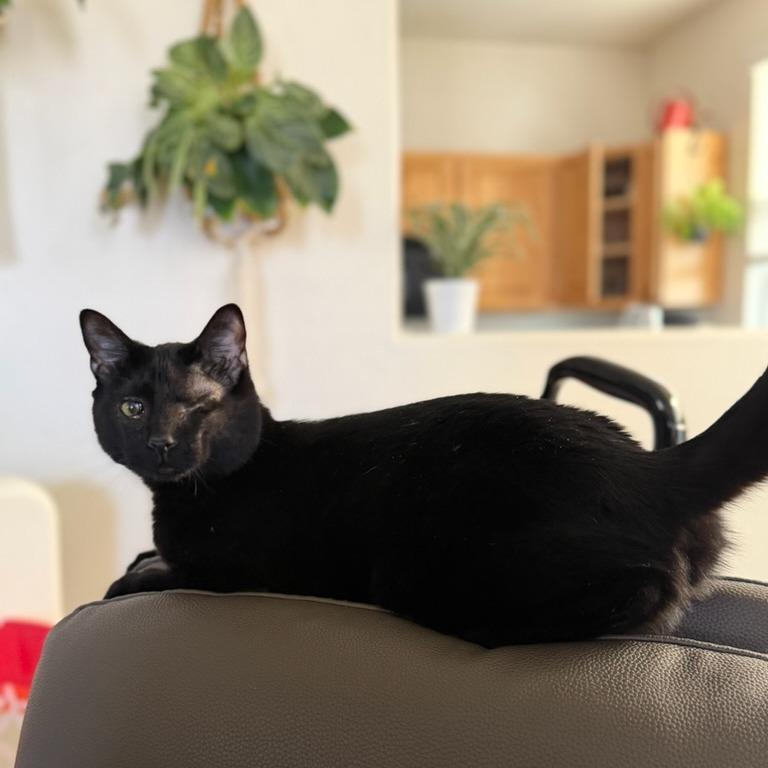 Kubo, Adoptable, Young Male Domestic Short Hair.