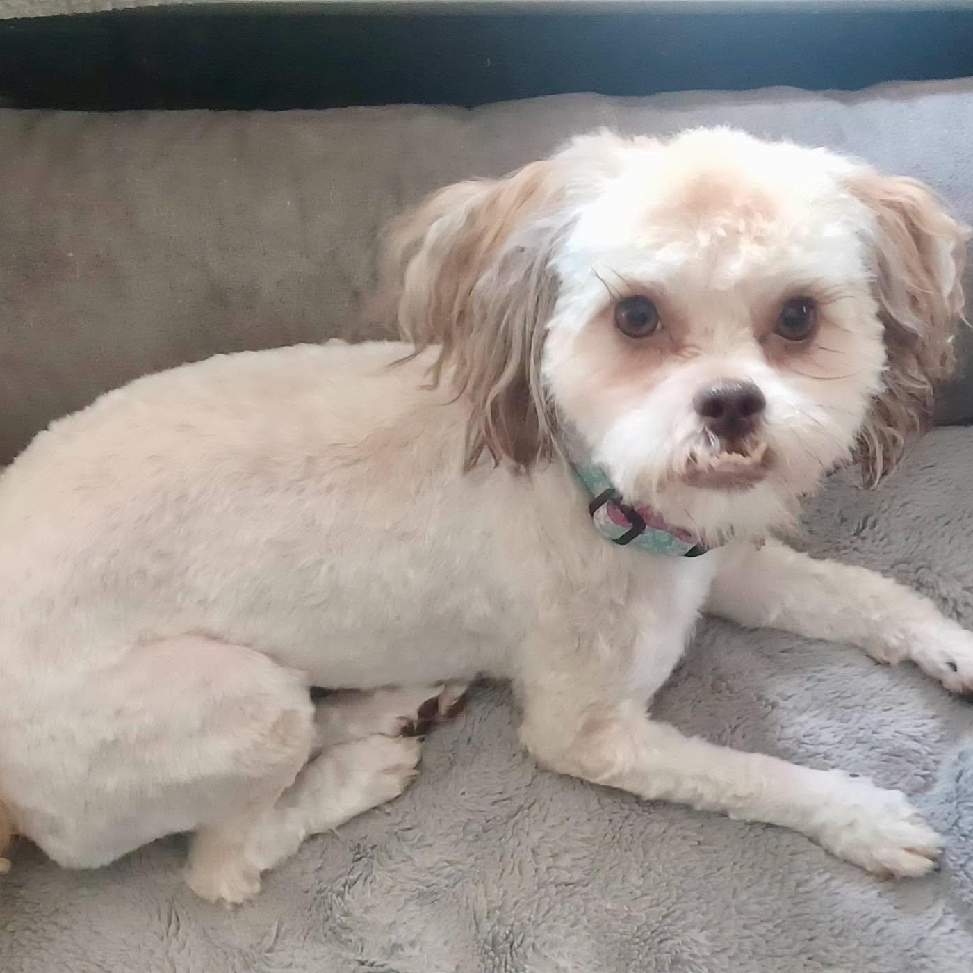 Tiny Lewis, Adoptable, Young Female Shih Tzu.