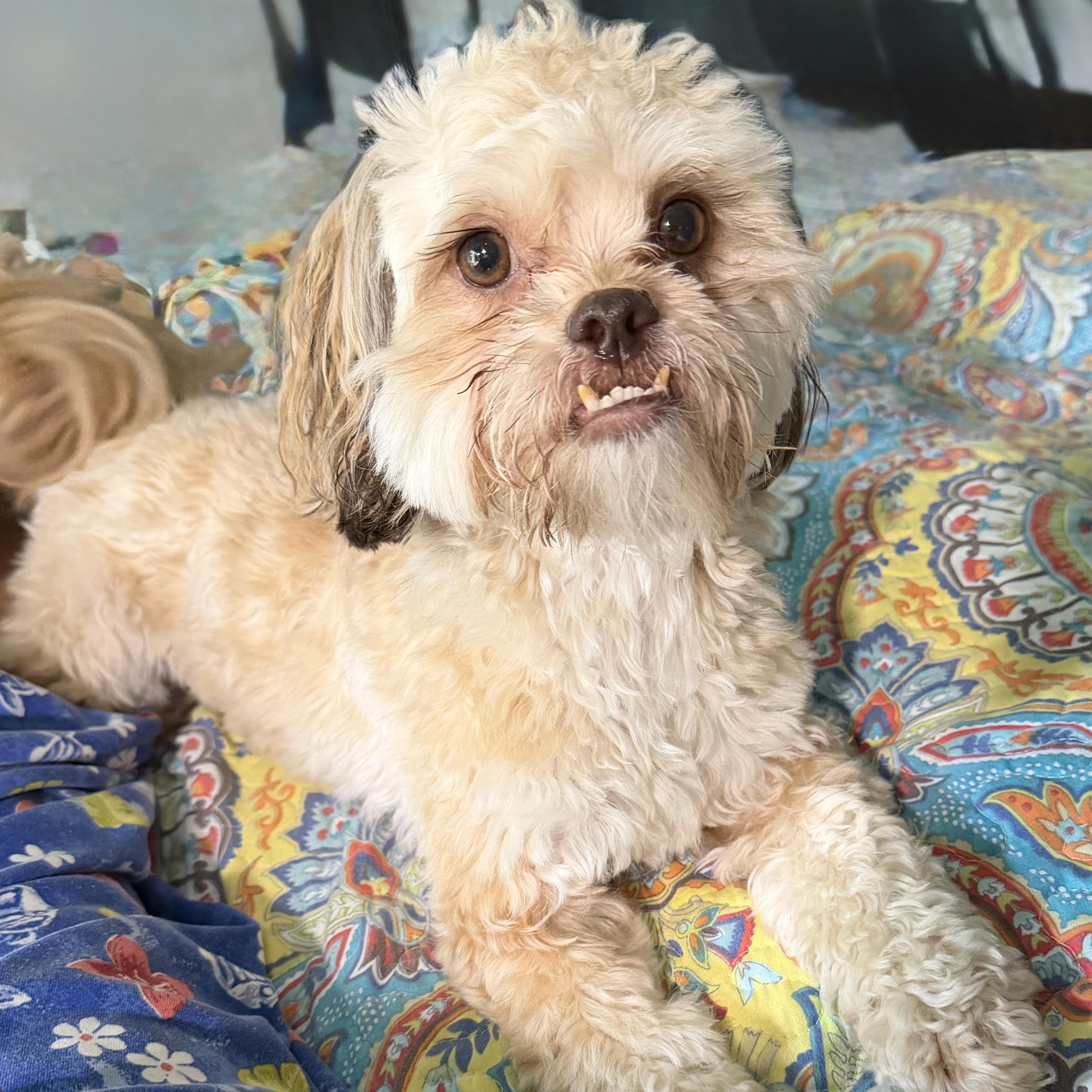 Enlarge Tiny Lewis, a Adoptable mixed breed in Plano, TX image 1/1