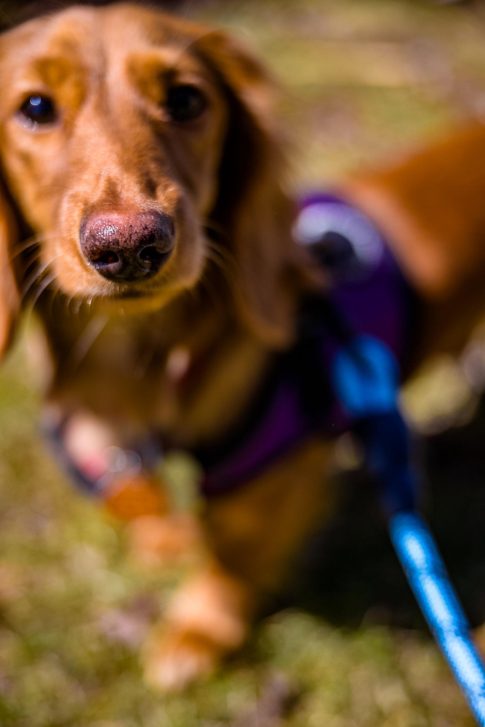 Briar, Adopted, Puppy Female Dachshund.