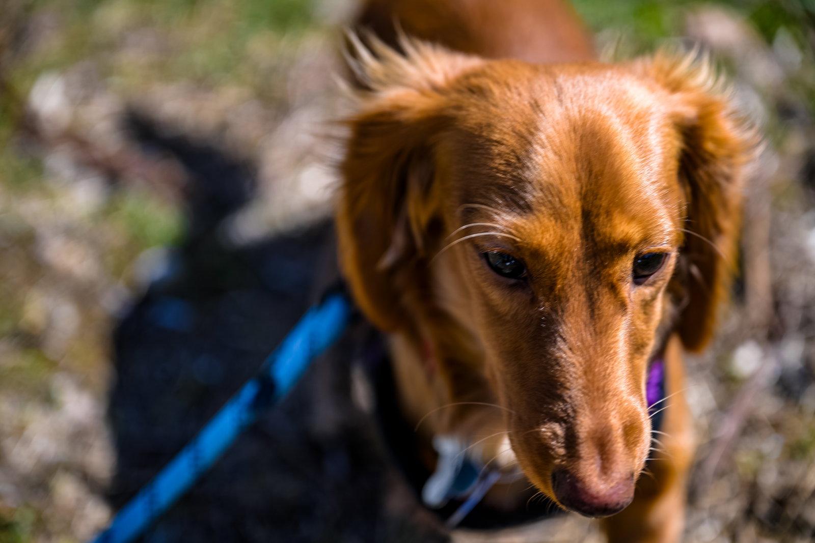 Briar, a Adopted Dachshund in West Columbia, SC image 2/2