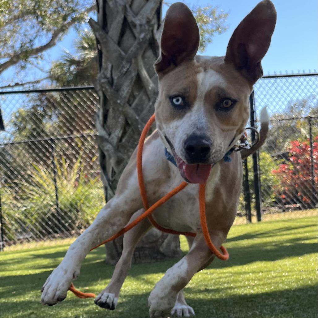 Enlarge Penny, a Adoptable Mixed Breed in Sarasota, FL image 1/6