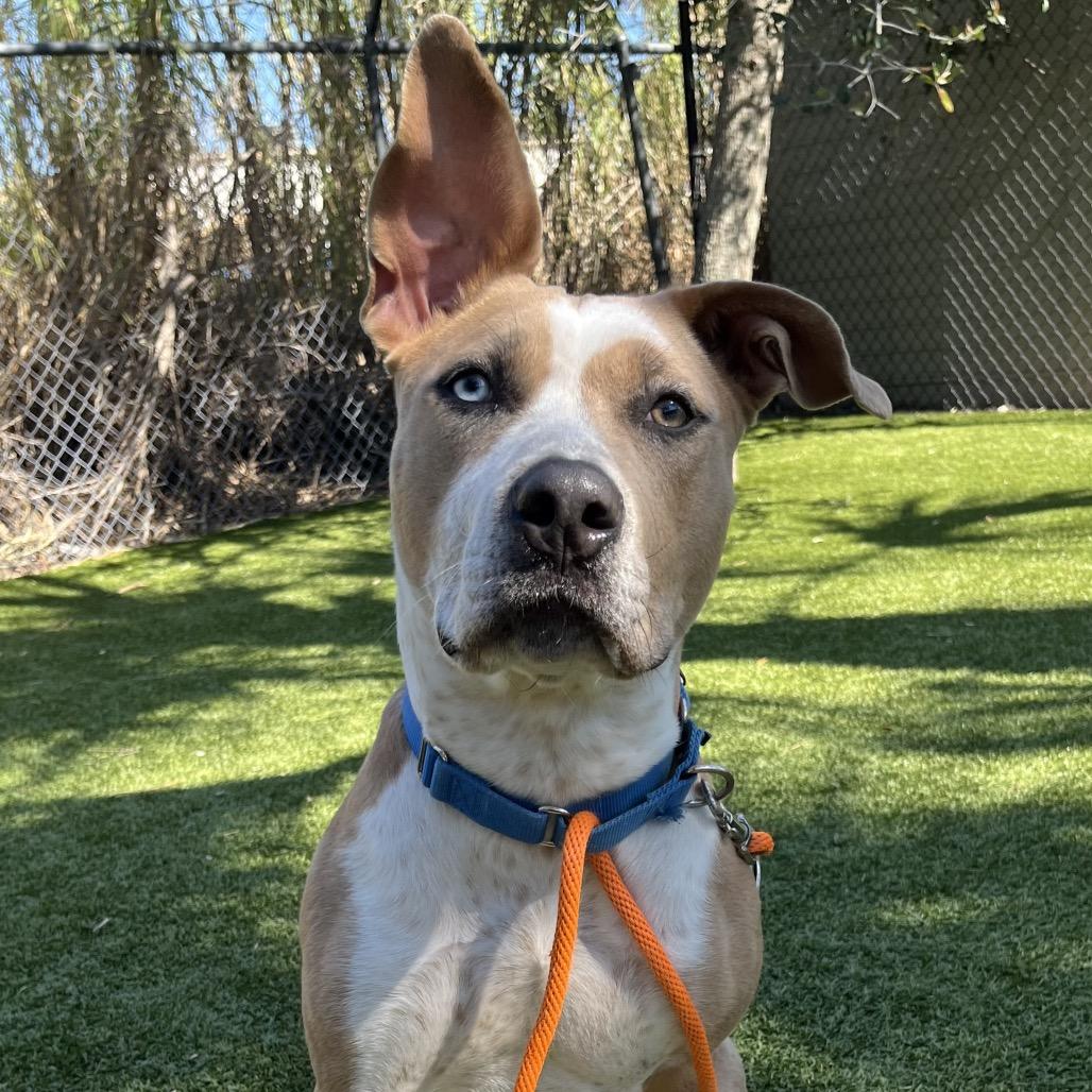 Enlarge Penny, a Adoptable Mixed Breed in Sarasota, FL image 2/6