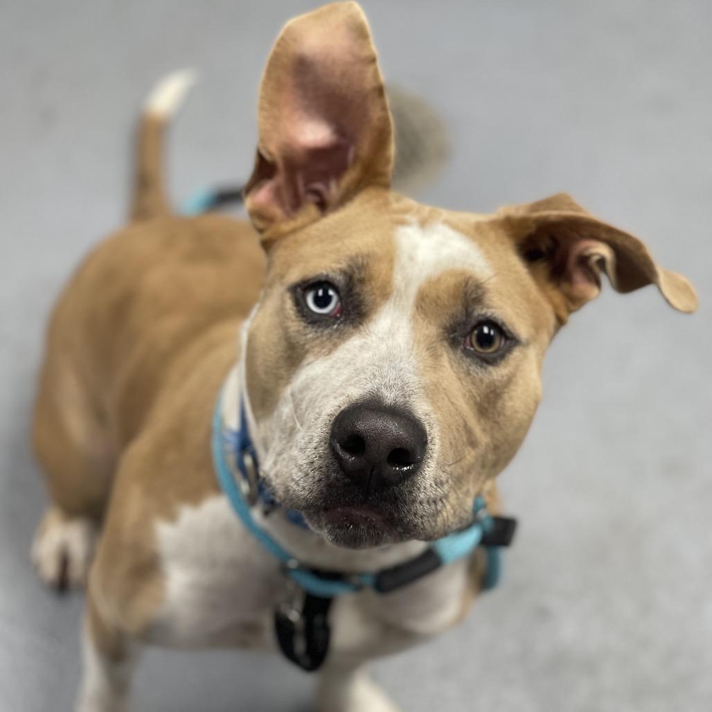Enlarge Penny, a Adoptable Mixed Breed in Sarasota, FL image 4/6