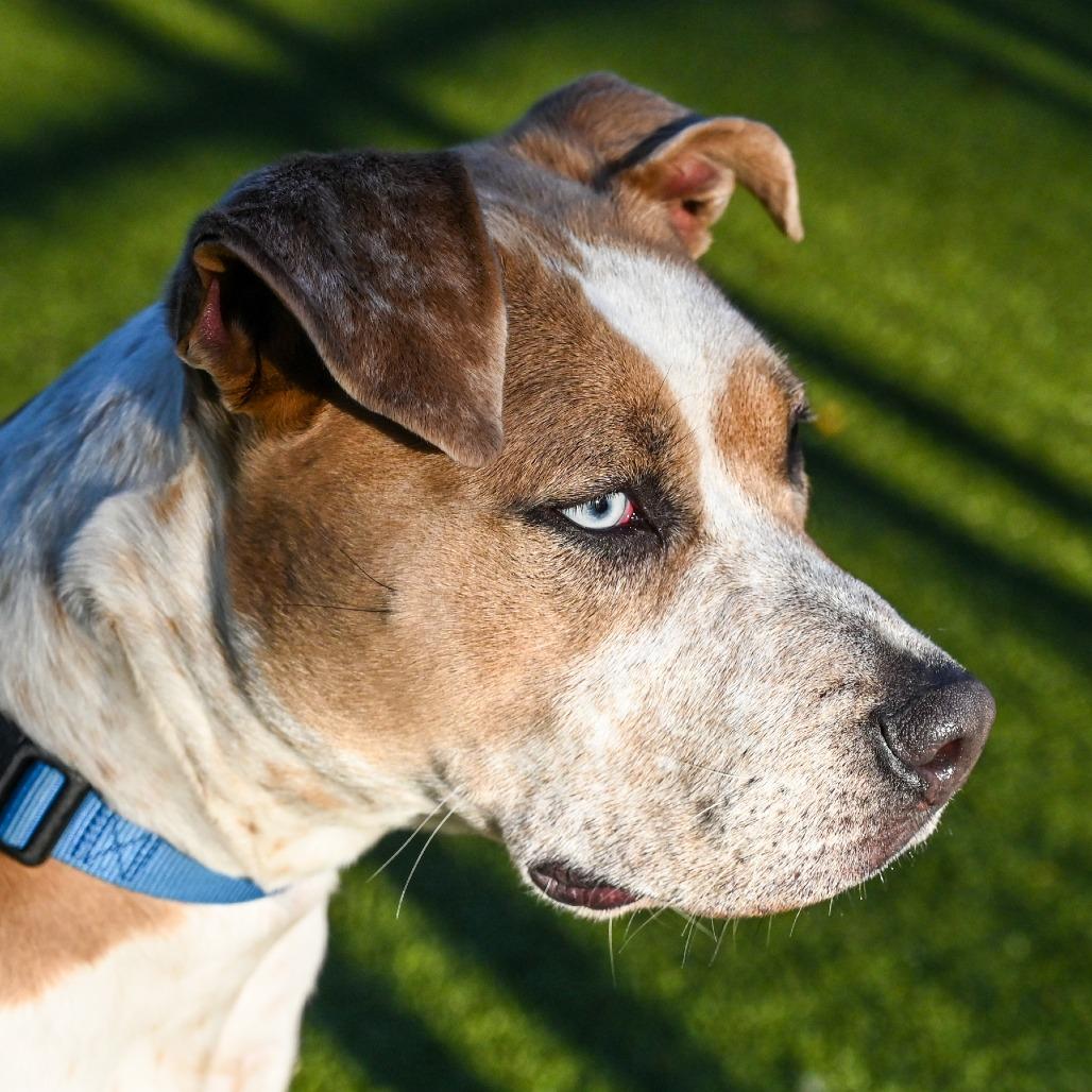Enlarge Penny, a Adoptable Mixed Breed in Sarasota, FL image 6/6
