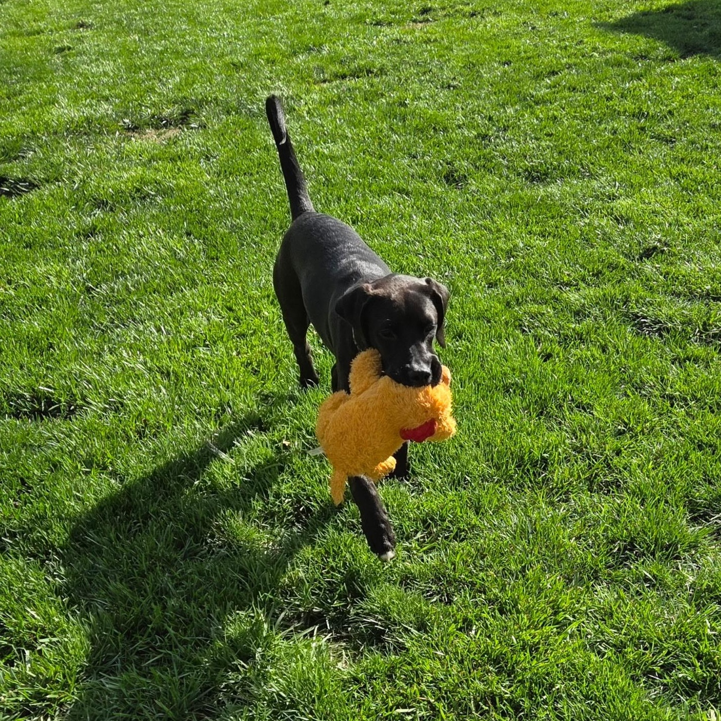 Enlarge Huck, a ADOPTABLE mixed breed in Jeffersonville, IN image 2/6