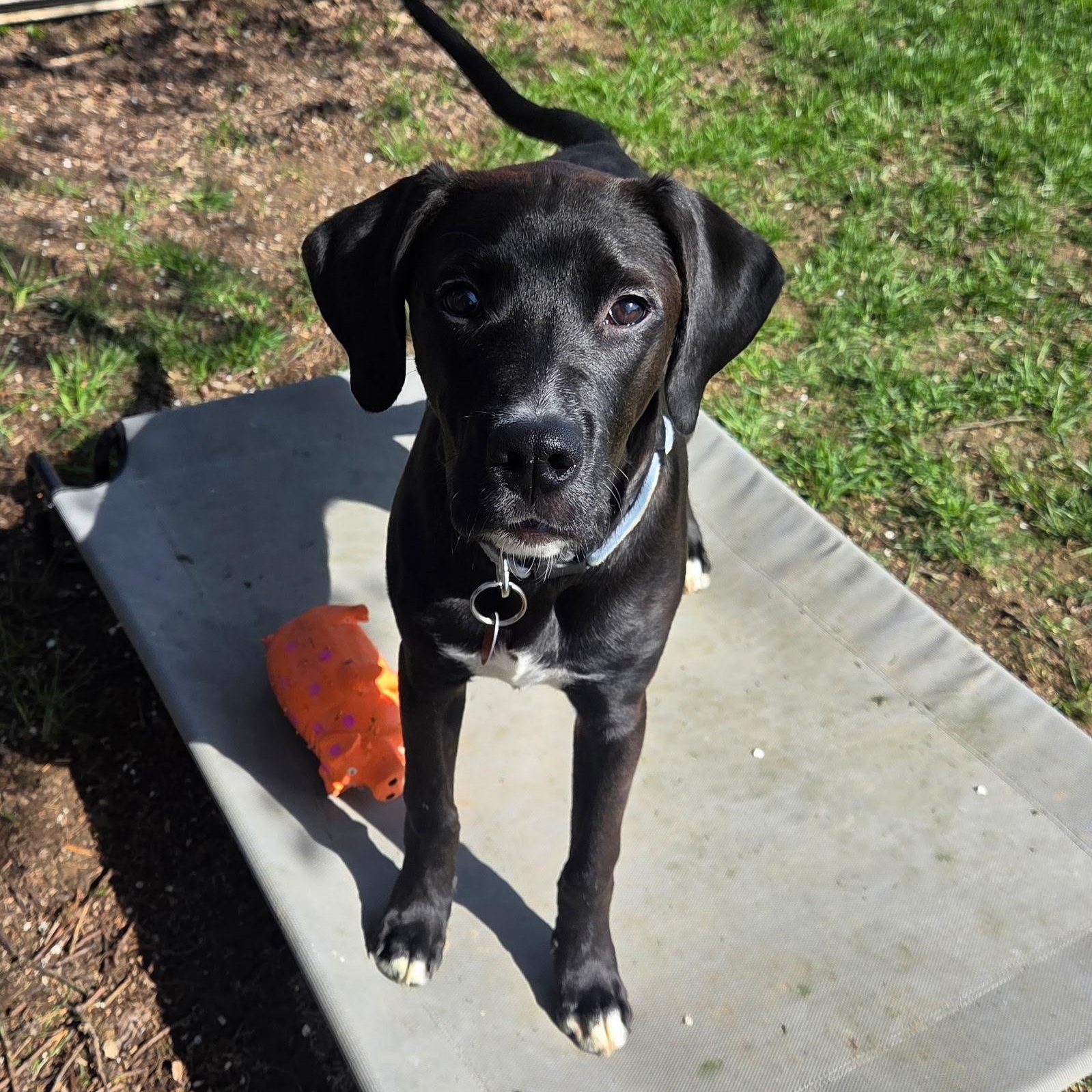 Enlarge Huck, a ADOPTABLE mixed breed in Jeffersonville, IN image 5/6