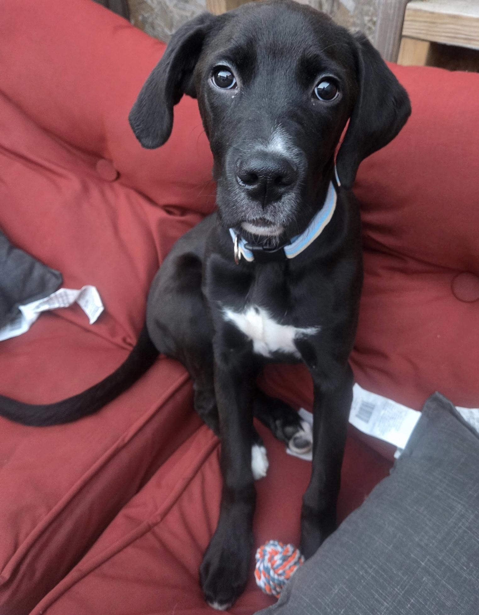Huck, ADOPTABLE, Puppy Male Labrador Retriever & Hound.