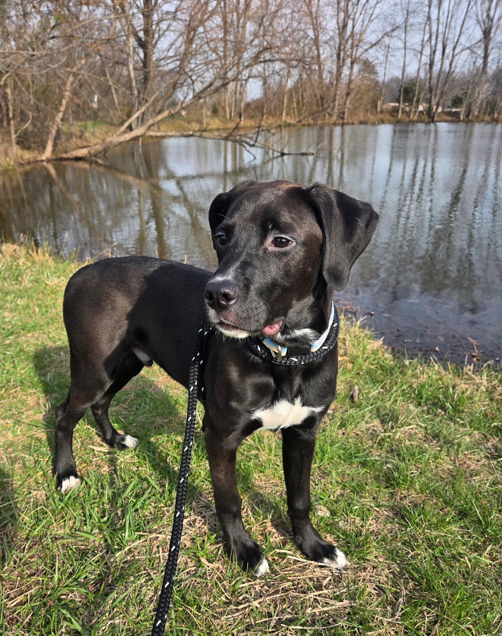 Enlarge Huck, a ADOPTABLE mixed breed in Jeffersonville, IN image 6/6