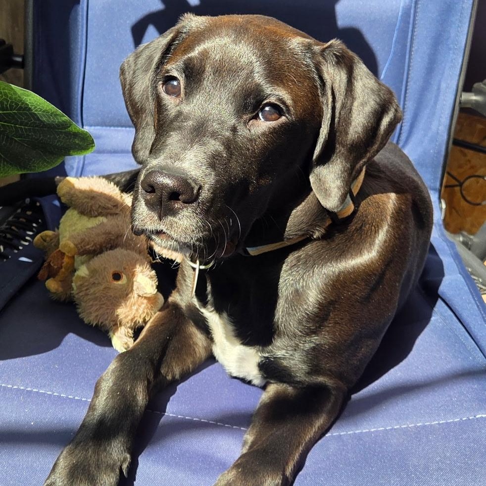 Enlarge Huck, a ADOPTABLE mixed breed in Jeffersonville, IN image 4/6