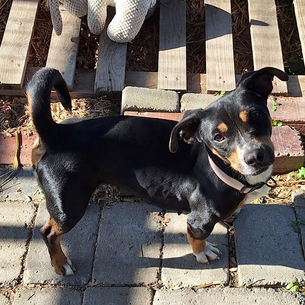 Lilly, ADOPTABLE, Young Female Mixed Breed.