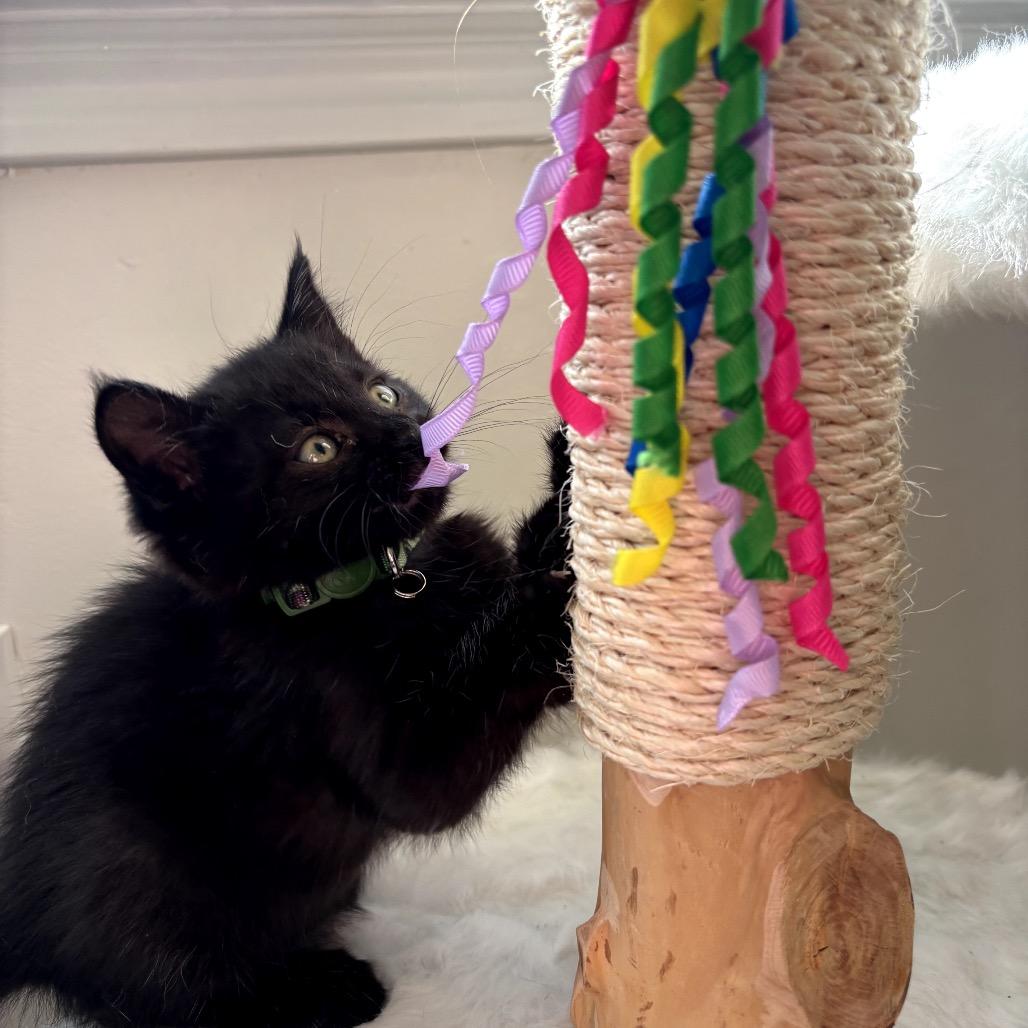 Enlarge Luca, a Adoptable Domestic Long Hair in Bountiful, UT image 1/2