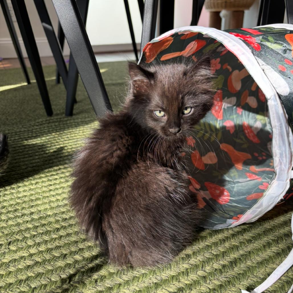 Enlarge Luca, a Adoptable Domestic Long Hair in Bountiful, UT image 2/2