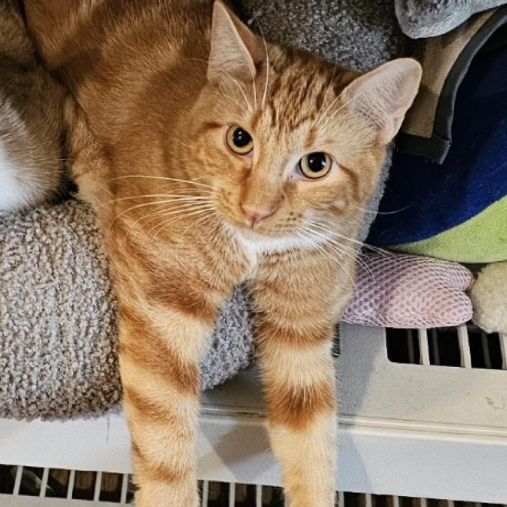 Bert, Adoptable, Young Male Domestic Short Hair.