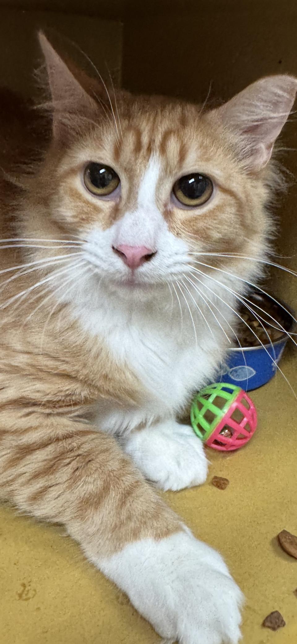 Garfield, Adopted, Young Male Domestic Short Hair.