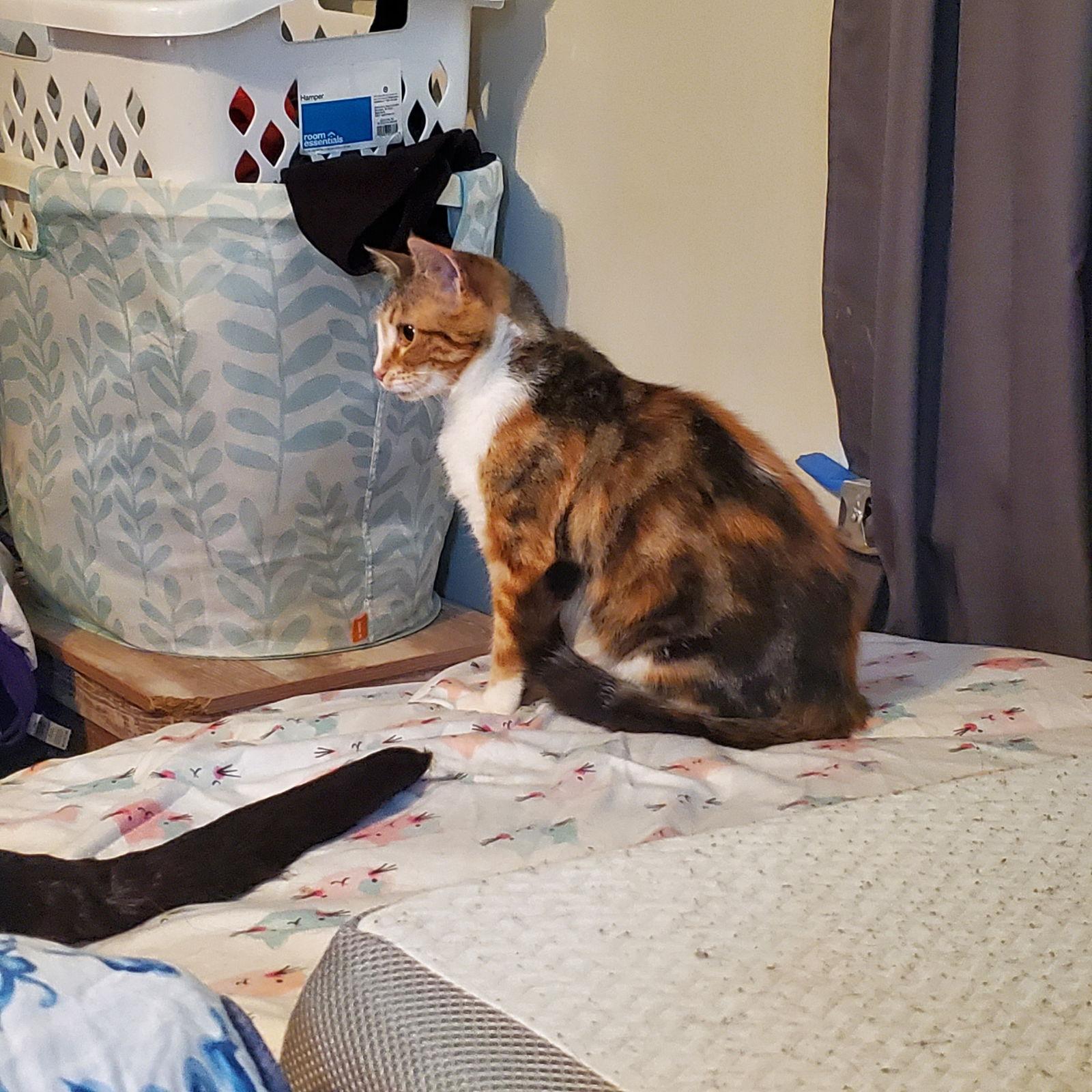 Willow, a Adoptable Domestic Short Hair in Wheaton, IL image 1/3