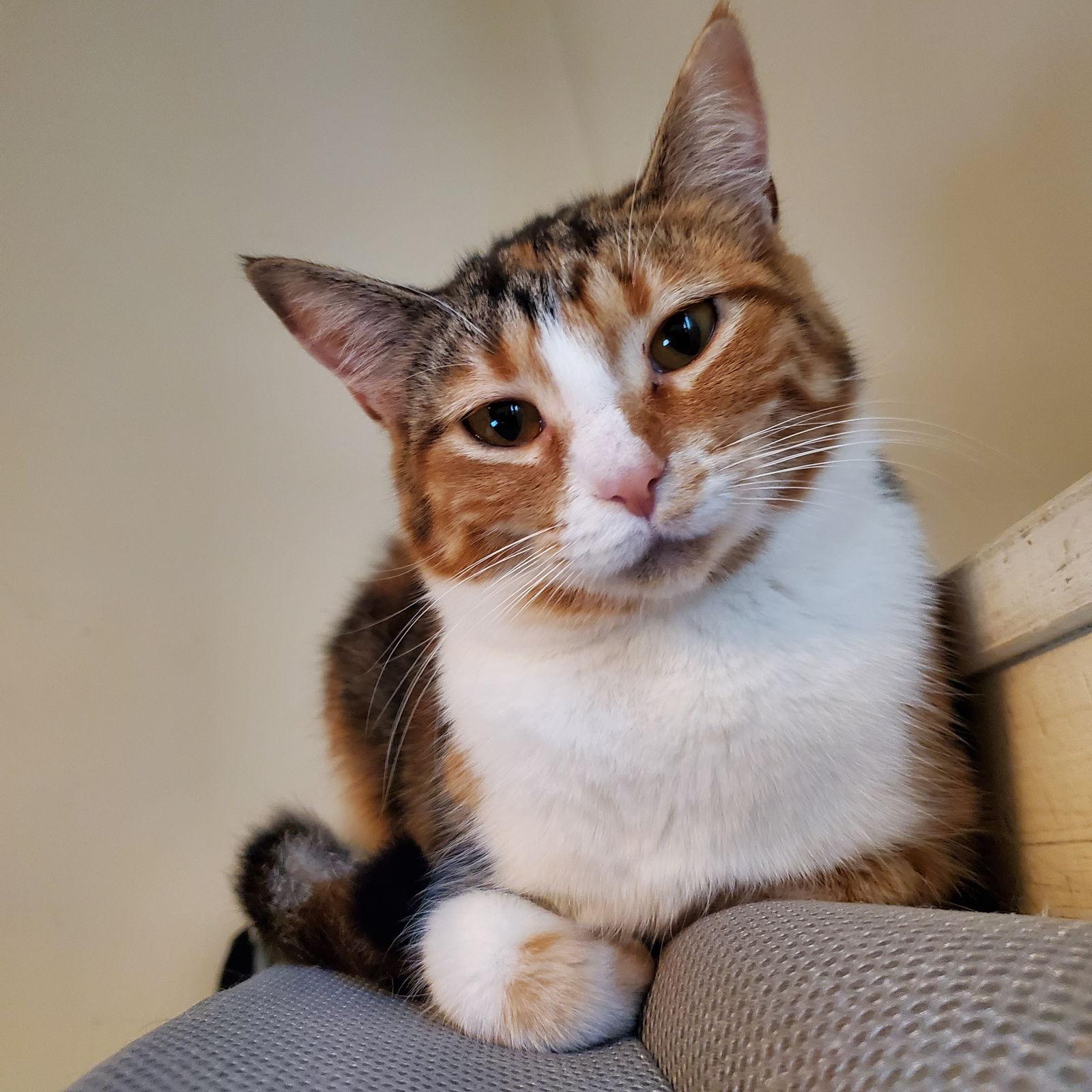 Willow, a Adoptable Domestic Short Hair in Wheaton, IL image 3/3