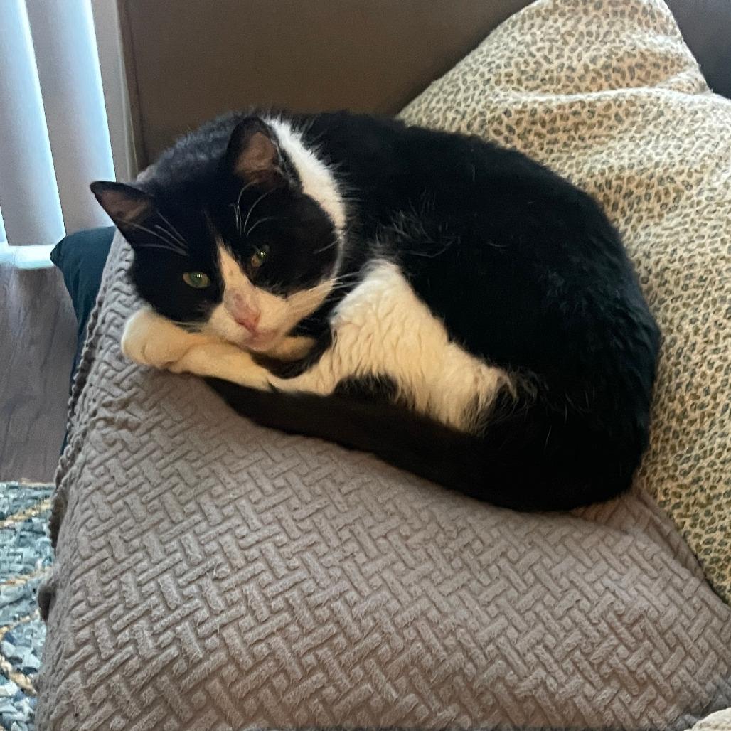 Enlarge Pennywise, a Adoptable Domestic Short Hair in Middleton, WI image 1/3