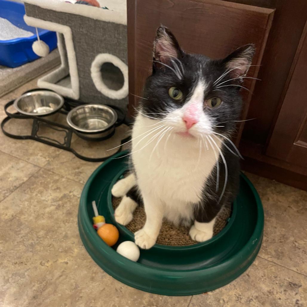 Enlarge Pennywise, a Adoptable Domestic Short Hair in Middleton, WI image 2/3