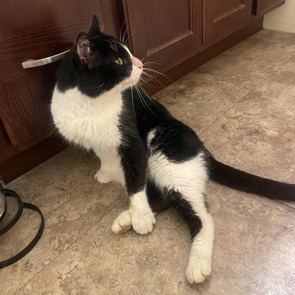 Enlarge Pennywise, a Adoptable Domestic Short Hair in Middleton, WI image 3/3