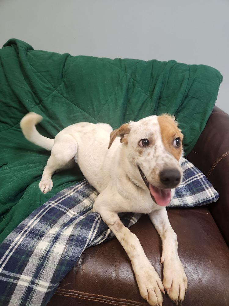LAWRENCE, Adoptable, Young Male Australian Cattle Dog / Blue Heeler & Mixed Breed.
