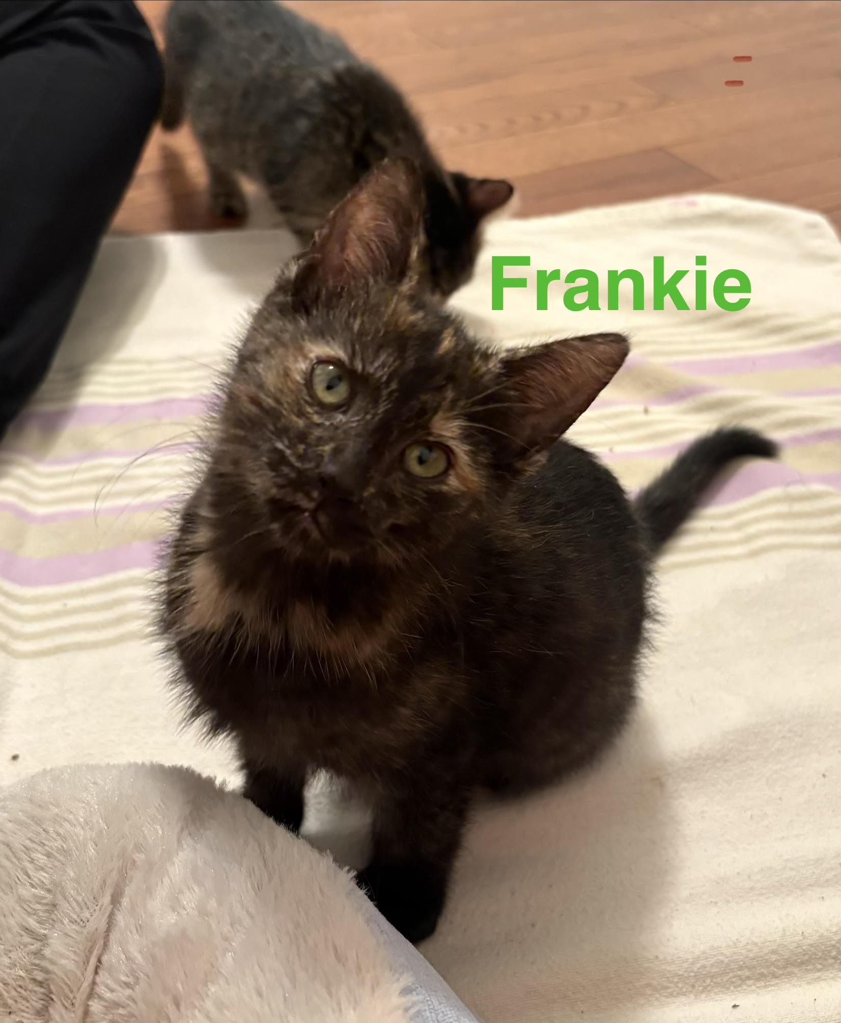 Frankie photo