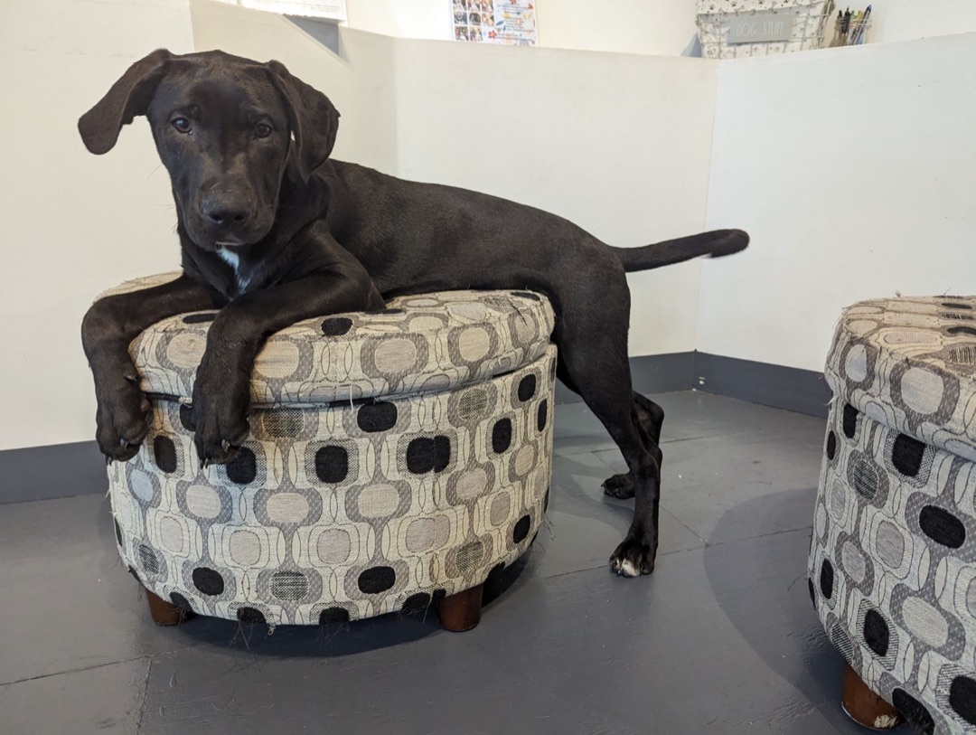 Fila, Adopted, Puppy Female Labrador Retriever & American Bully.