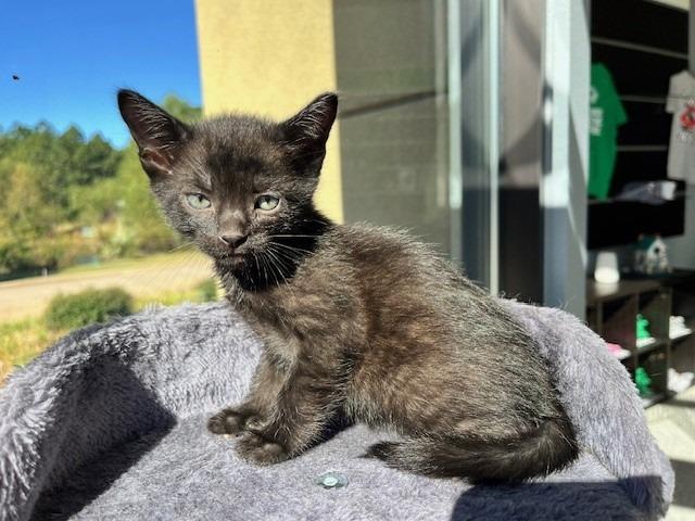 Cosmic Creeper — thumbnail 3