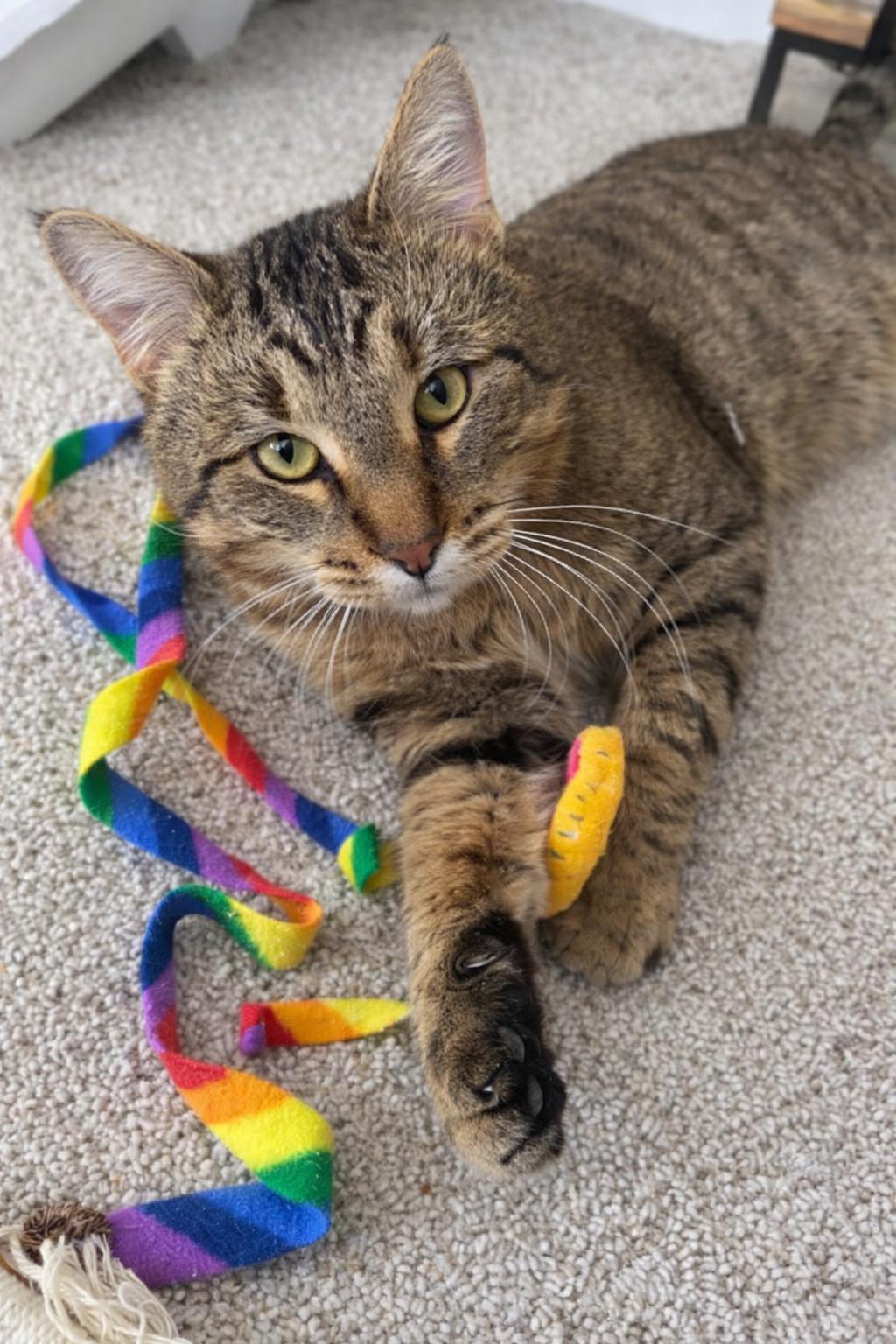 Enlarge Tarzan, a Adoptable mixed breed in Mankato, MN image 1/3