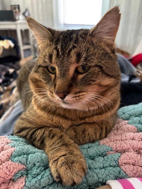 Enlarge Tarzan, a Adoptable mixed breed in Mankato, MN image 2/3