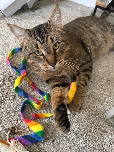 Enlarge Tarzan, a Adoptable mixed breed in Mankato, MN image 3/3