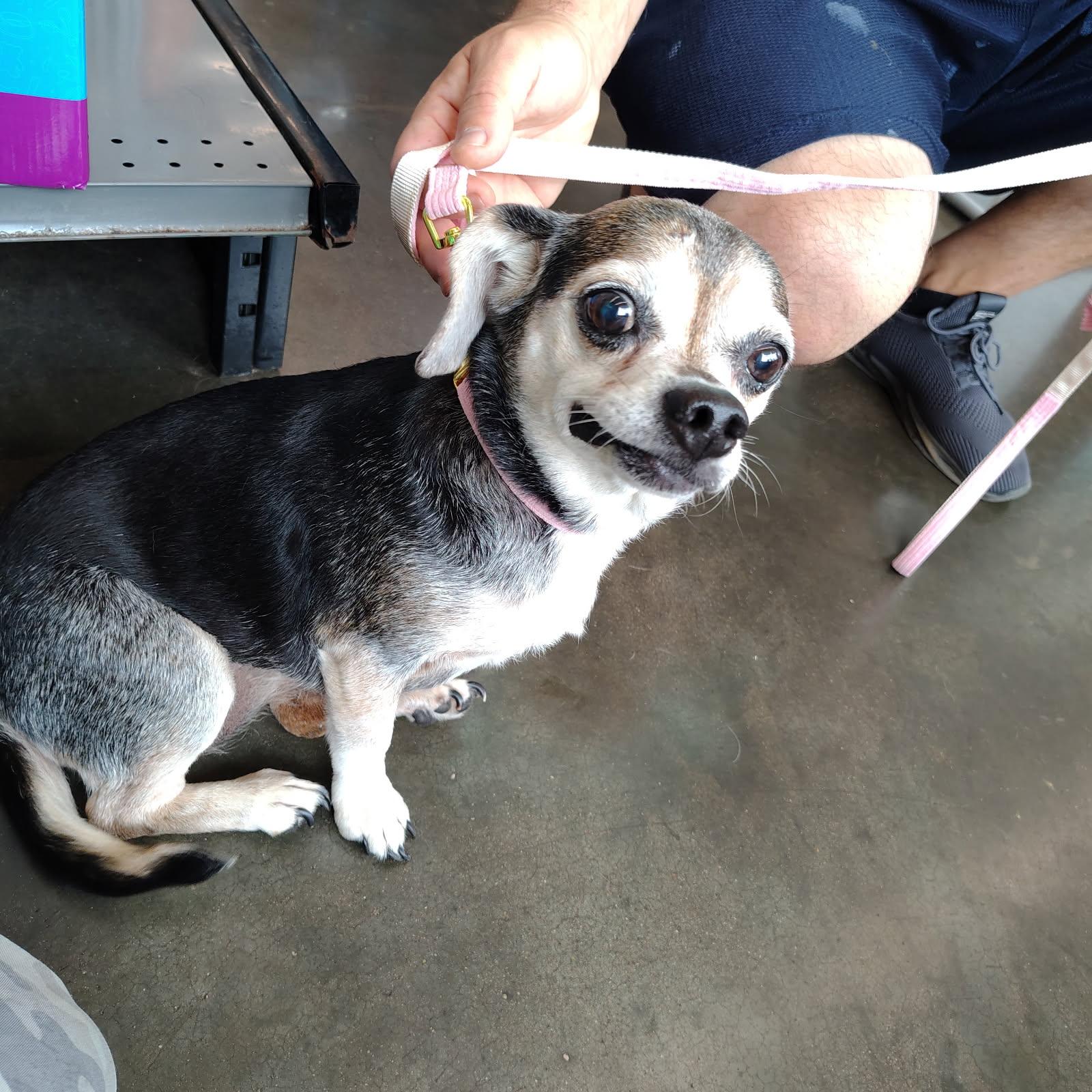 Candy, Senior Female unknown